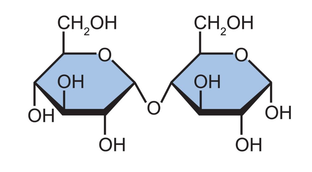disacharide en handleiding koolhydraten disacharide-en-handleiding-koolhydraten