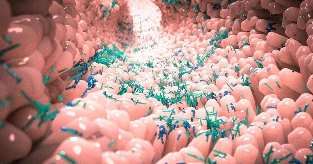 microbioom afbeelding